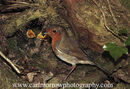 Robin at the nest with her chicks.