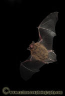 Pipistrelle Bat in flight.