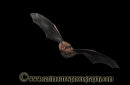 Pipistrelle Bat in flight.