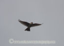Skylark in full song.