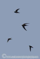 Swifts in flight.