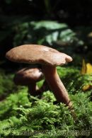 Bolette Fungus