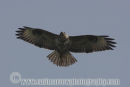 Common Buzzard (Juvenile)