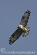Common Buzzard. (Juvenile)