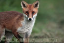 Red Fox