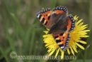 Small Tortoiseshell Butterfly