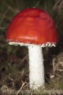 The Sickener Fungus.