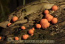 Orange Spot Fungus