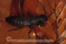 The Devil's Coachhorse Beetle