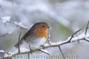 Robin in Winter.