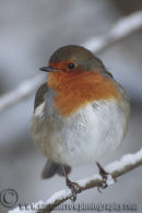 Robin in Winter.