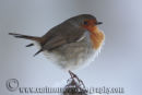 Robin in Winter.
