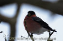 Bullfinch (male)