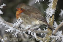 Robin in Winter.