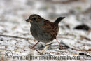 Dunnock or Hedge Sparrow
