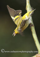 Siskin (male)