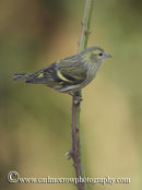 Siskin (female)