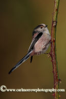 Long Tailed Tit