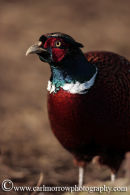 Pheasant (male)
