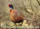 Pheasant (male)
