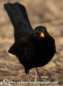 Blackbird (male)