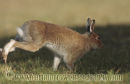 Irish Hare