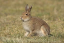 Irish hare