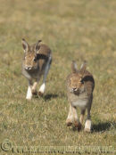 Irish Hares