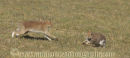 Irish Hares