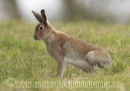 Irish Hare