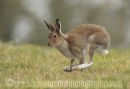 Irish Hare