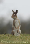 Irish Hare