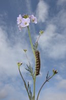 Caterpillar on a Cuckoo Flower