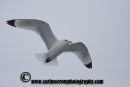 Kittiwake in flight