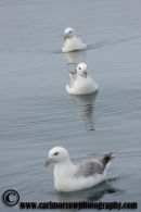 Fulmars
