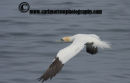 Gannet in flight
