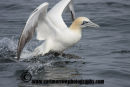 Gannet taking flight