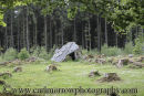 Wedge Tomb, County Cavan, Ireland.