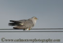 Cuckoo (male)