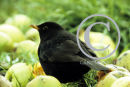 Blackbird in an Apple Orchard