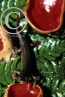 Smooth Newt and Orange Peel Fungus
