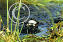 Croaking Frog