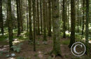 Forestry Plantation.