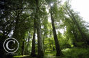 Deciduous Woodland.