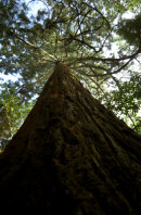 Upward view of Giant Redwood