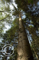Grand Fir