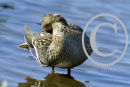 Mallard Duck preening