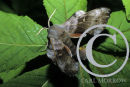 Poplar Hawk Moth