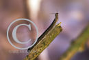 Black Snake Millipede