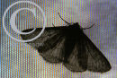 Moth on a TV screen